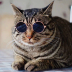 Small Pet Round Sunglasses