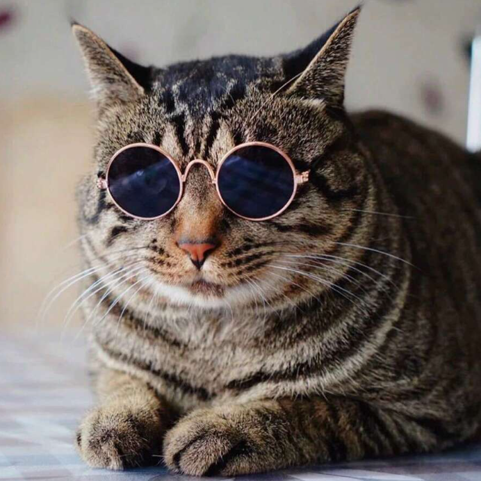 Small Pet Round Sunglasses